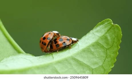 sex+photos|7,764 Couples Copulating Stock Photos & High